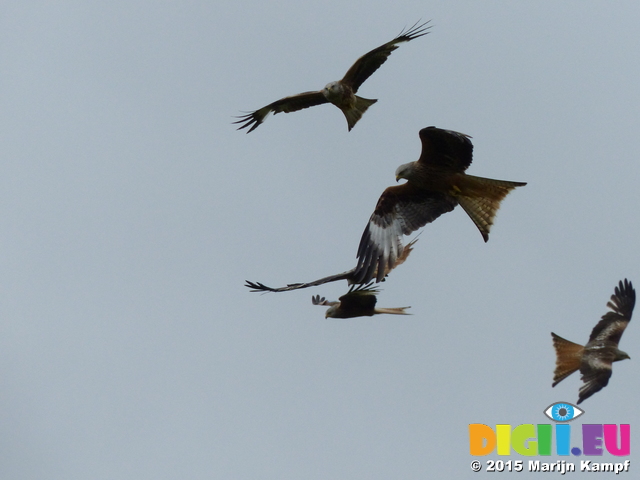 FZ015474 Red kites (Milvus milvus)